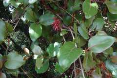 Helixanthera obtusata